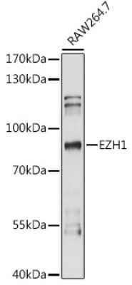 Western Blot: EZH1 Antibody [NBP3-04747] - Western blot analysis of extracts of RAW264.7 cells, using EZH1 antibody (NBP3-04747) at 1:1000 dilution. Secondary antibody: HRP Goat Anti-Rabbit IgG (H+L) at 1:10000 dilution. Lysates/proteins: 25ug per lane. Blocking buffer: 3% nonfat dry milk in TBST. Detection: ECL Basic Kit. Exposure time: 90s.